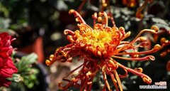 揭秘黄色菊花所代表的情感和象征 黄色菊花的花语和意义解析