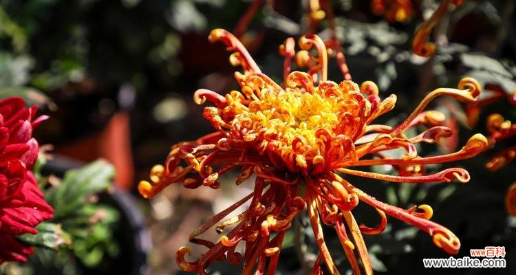 揭秘黄色菊花所代表的情感和象征 黄色菊花的花语和意义解析