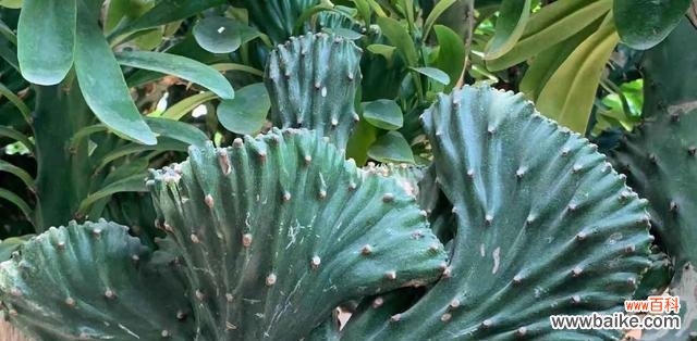 探寻麒麟掌的神秘与美丽 麒麟掌花语与寓意