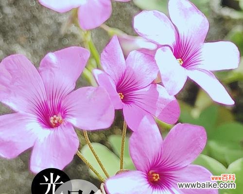 传承千年的神话故事和美丽象征的花语 酢浆草的花语与寓意