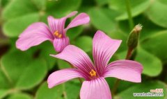 传承千年的神话故事和美丽象征的花语 酢浆草的花语与寓意
