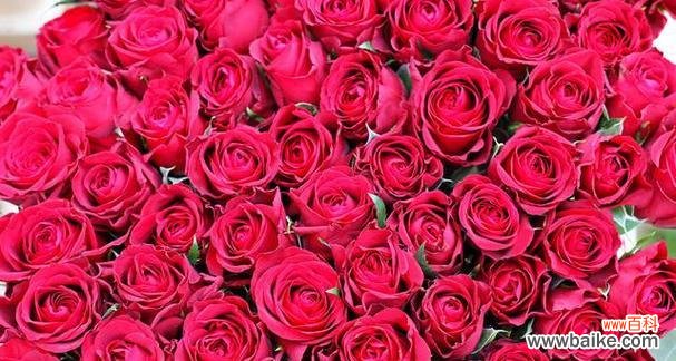 传递爱与祝福的11朵玫瑰 11朵玫瑰的花语揭秘