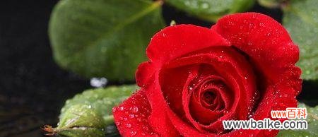 解读16朵玫瑰花的传达的含义 玫瑰花的花语解读——16朵玫瑰花代表什么