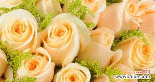 解读16朵玫瑰的不同寓意和象征 16朵玫瑰的花语和意义