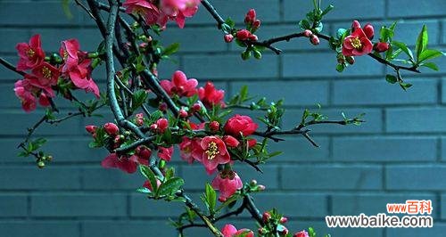 用海棠花传递真挚情感的重要性与方式 海棠花语,传递爱的力量