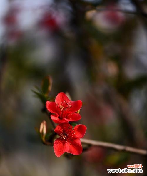用海棠花传递真挚情感的重要性与方式 海棠花语,传递爱的力量