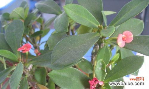 铁海棠的花语及其象征意义 铁海棠花语——坚定的爱情之花