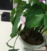 传递生命力的绿色之花-以万年青的花语为主题 万年青花语