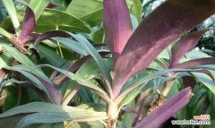 探索万年青的意义与价值 万年青——生命的坚韧力量