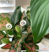 探寻万年青花卉的深层寓意 万年青花卉的寓意与美丽