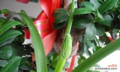 探索万年青开花的内涵和象征意义 万年青开花的含义与象征