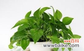 探寻网络语言中的“绿萝”现象 绿萝是什么意思