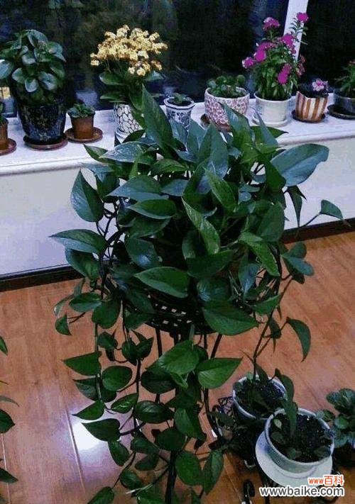 探寻网络语言中的“绿萝”现象 绿萝是什么意思