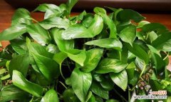 探寻网络语言中的“绿萝”现象 绿萝是什么意思