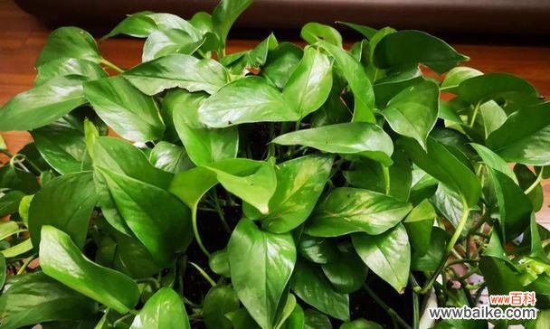 探寻网络语言中的“绿萝”现象 绿萝是什么意思