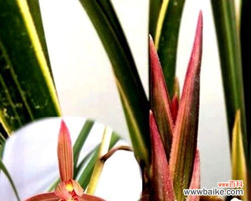 傲然绽放的高贵与坚强 文兰花——生命之美