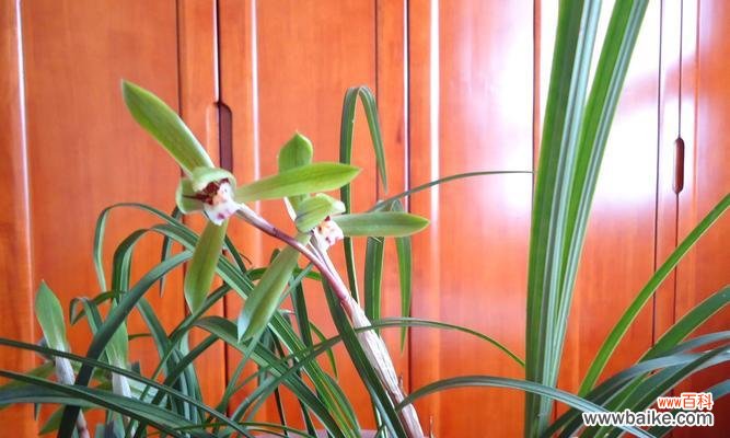 傲然绽放的高贵与坚强 文兰花——生命之美