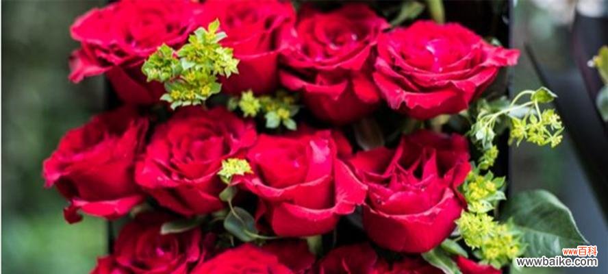 探寻花之语——解读19种不同花朵的象征意义 花语之美——19朵花所代表的含义