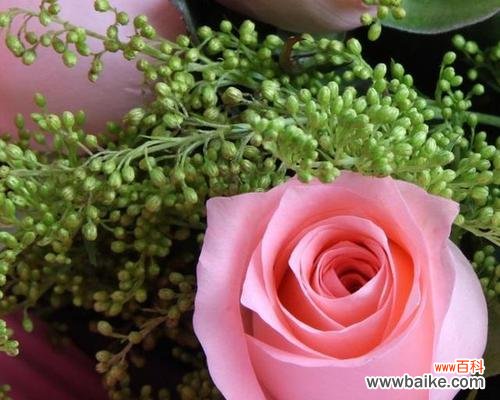 探寻每一朵玫瑰花的心意 25朵玫瑰花的花语意义解析