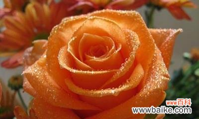 解读26种玫瑰花语的传达之道 26朵玫瑰花语的深意