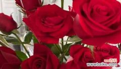 解读26种玫瑰花语的传达之道 26朵玫瑰花语的深意