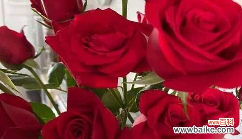 解读26种玫瑰花语的传达之道 26朵玫瑰花语的深意