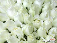 以26朵玫瑰代表的花语及其意义解析 玫瑰花语之浪漫永恒