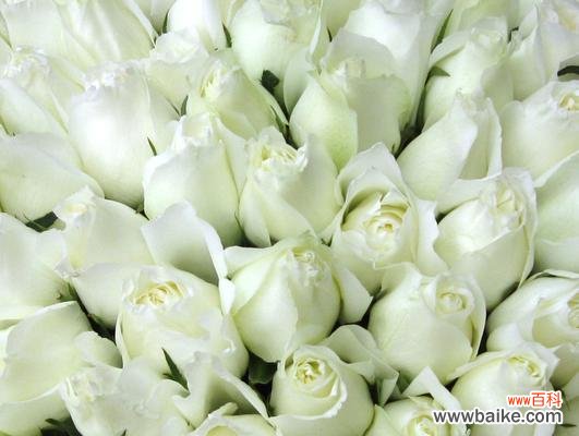 以26朵玫瑰代表的花语及其意义解析 玫瑰花语之浪漫永恒