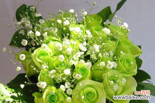 以26朵玫瑰代表的花语及其意义解析 玫瑰花语之浪漫永恒