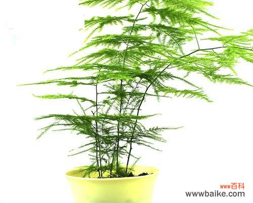 以文竹为媒 文竹的象征意义及其传承之美