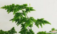 以文竹为媒 文竹的象征意义及其传承之美