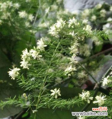 探秘文竹开花的奥秘与象征意义 文竹开花的象征意义