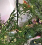 探秘文竹开花的奥秘与象征意义 文竹开花的象征意义