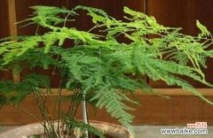 发掘文竹的五大象征意义 文竹的寓意与象征——风水解读