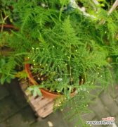 一株寄予希望与繁荣的文竹花——探寻其深层寓意 文竹花的寓意与象征意义