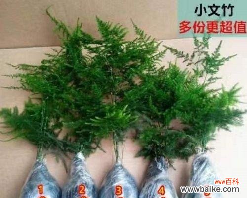 神秘自在的寓意 文竹花语——静心守望剑麻