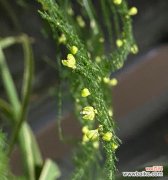 以叶展花 文竹开花寓意——美好与希望