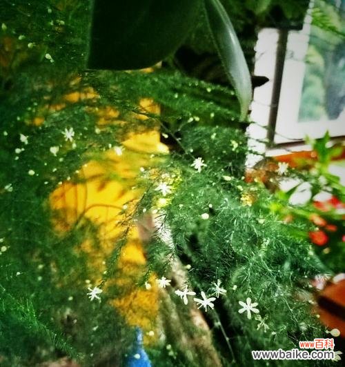 以叶展花 文竹开花寓意——美好与希望