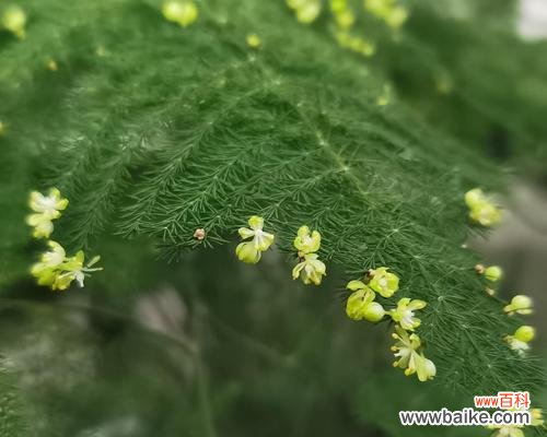 以叶展花 文竹开花寓意——美好与希望