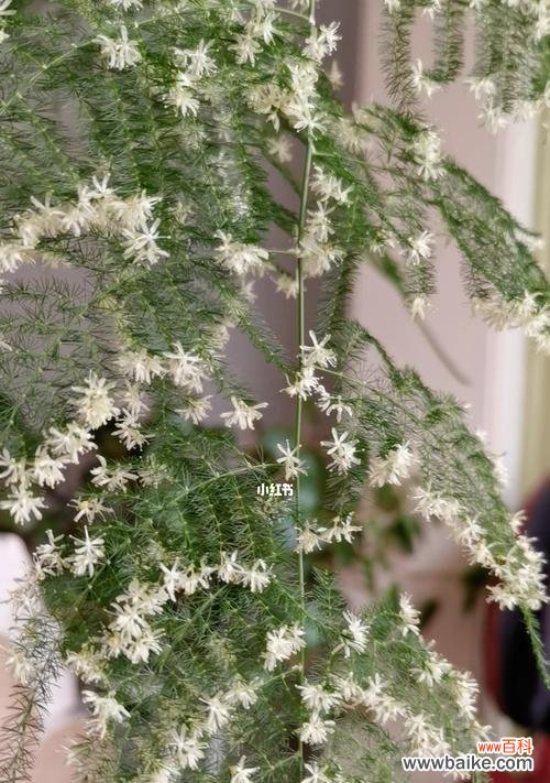 为梦想而攀登 以文竹爬的高的寓意——努力拼搏，追求卓越