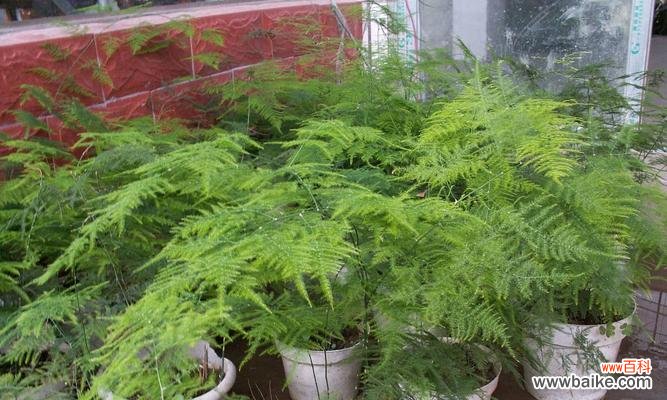 为梦想而攀登 以文竹爬的高的寓意——努力拼搏，追求卓越