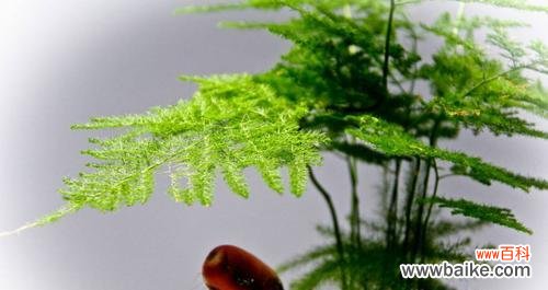 探索文竹的美丽与功能 文竹的意义及其重要性