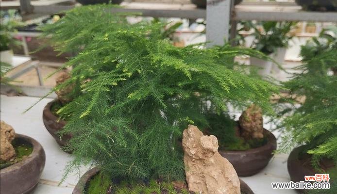 探索文竹的美丽与功能 文竹的意义及其重要性