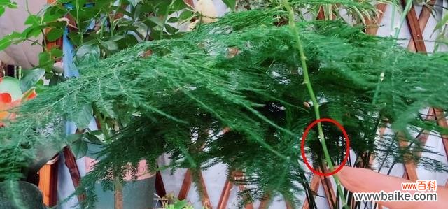 探索文竹的美丽与功能 文竹的意义及其重要性