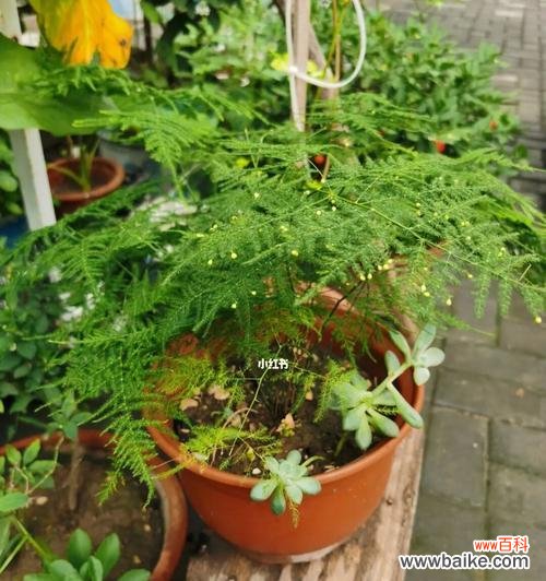 一株盆景的生命故事 文竹盆景的深刻寓意