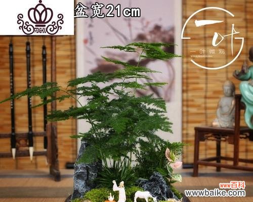 以文竹打造微缩自然 文竹微盆景