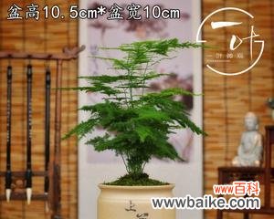 以文竹打造微缩自然 文竹微盆景