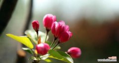 探寻西府海棠花的含义 以西府海棠花语为主题的浪漫之旅