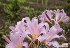 夏水仙的花语及其象征意义 夏水仙花语——生命的坚韧与美丽