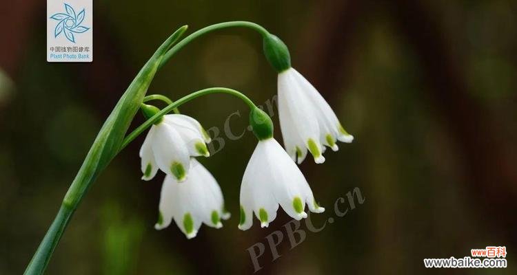 夏水仙的花语及其象征意义 夏水仙花语——生命的坚韧与美丽